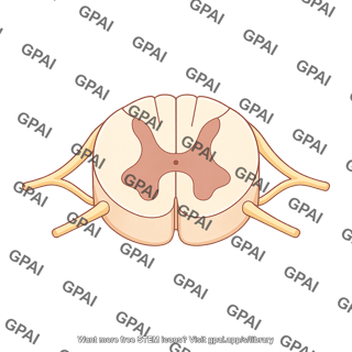 Spinal cord cross section l3 2 5