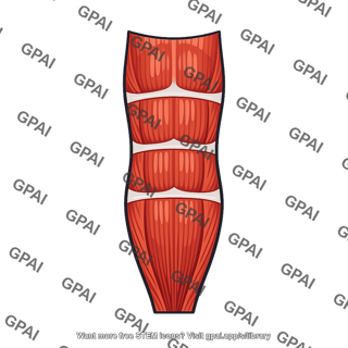 Rectus abdominis with tendinous intersections