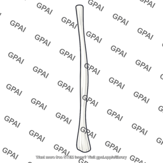 Long head of biceps brachii tendon