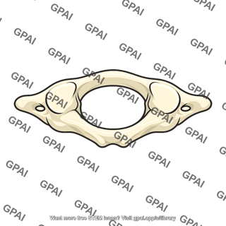 Atlas vertebra