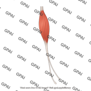 Extensor hallucis longus anterior