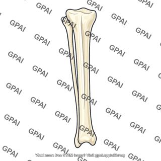 Tibia and fibula