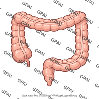 Large bowel