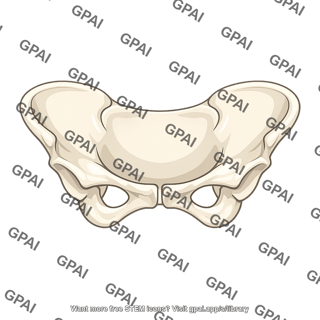 Greater pelvis