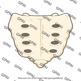 Sacrum anterior view
