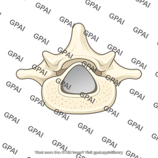 Vertebral canal cross section