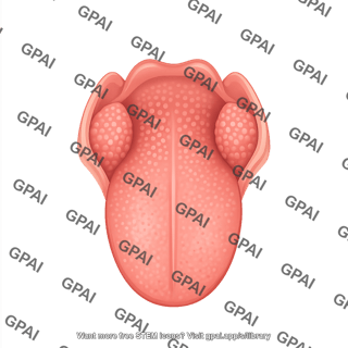 Tongue with tonsils