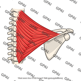 Inferior fiber of trapezius