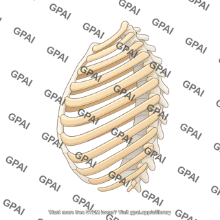 Ribcage lateral inhalation