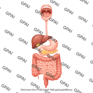 Digestive system open mouth 2 749