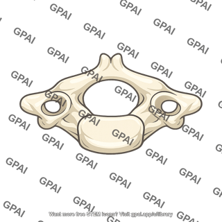 Vertebra c6