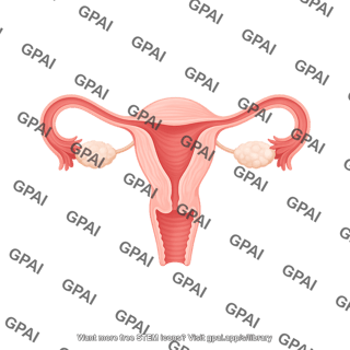 Female reproductive system cross section