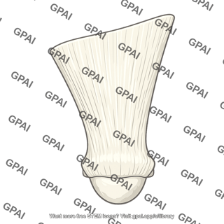 Quadriceps femoris tendon