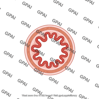 Bronchiole cross section