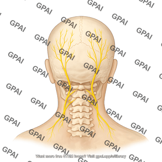 Posterior head and neck skull and occipital nerves