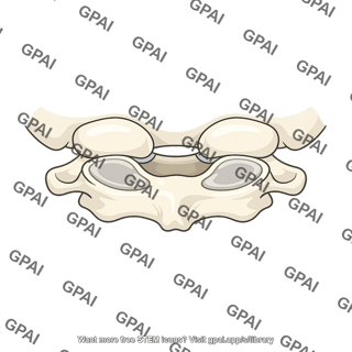 Atlanto occipital joint