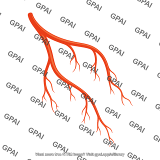 Coronary arteries right 01