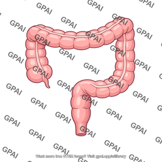 Hindgut