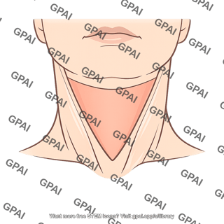 Neck anterior triangle