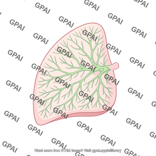 Superficial lymphatic vessel lung