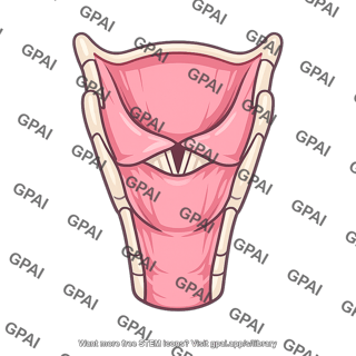 Laryngeal cavity