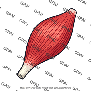 Brachialis muscle