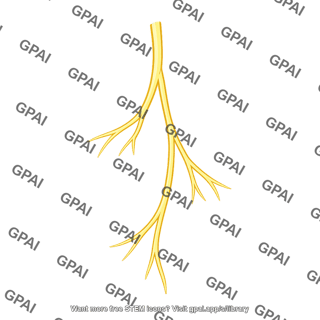 Bundle branch