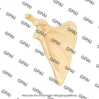 Scapula anterior view