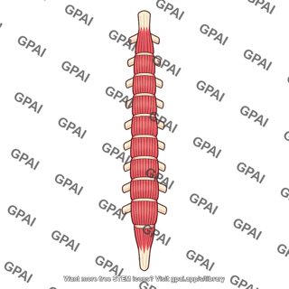 Spinalis thoracis