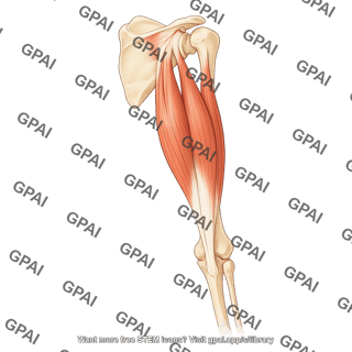 Triceps muscle posterior on bone 925