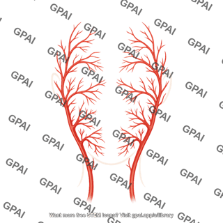 Facial vessels arteries