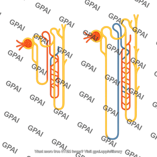Nephron cortical juxtamedullary with vessels