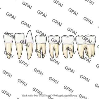 Teeth with roots