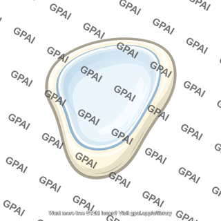 Glenoid cavity