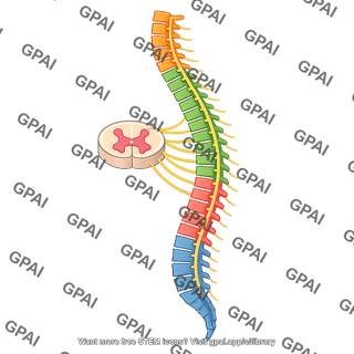 Spinal cord lateral with nerves sections 687
