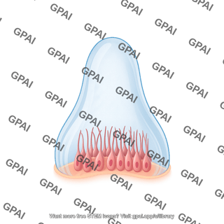 Vestibular system crista ampullaris cupula