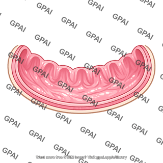 Bowel mucosa