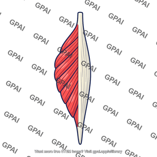 Lumbrical muscle unipennate