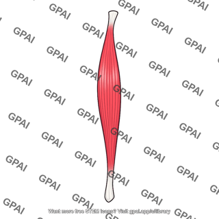 Coracobrachialis muscle