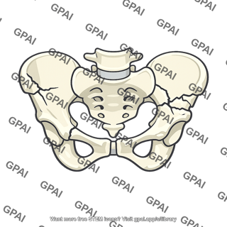 Pelvis fractured