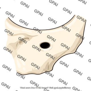 Infraorbital foramen