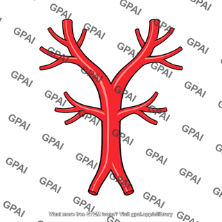 Branching artery