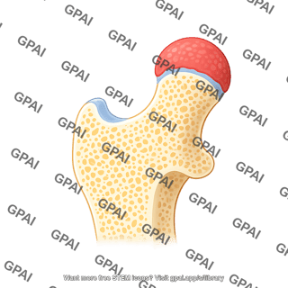 Femur lateral distal end