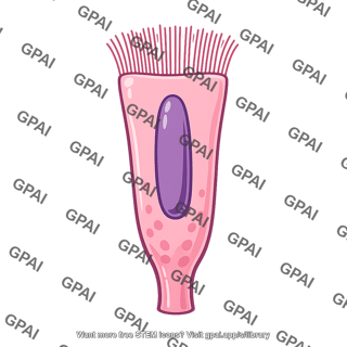 Ciliated cell