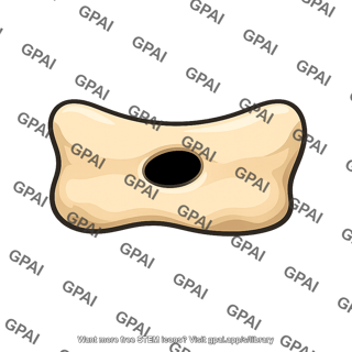 Bone foramen