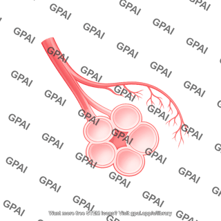 Alveoli vessel