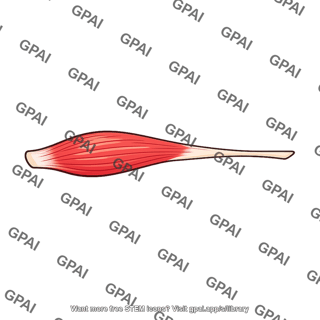 Extensor pollicis brevis muscle