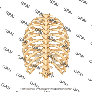 Rib cage posterior