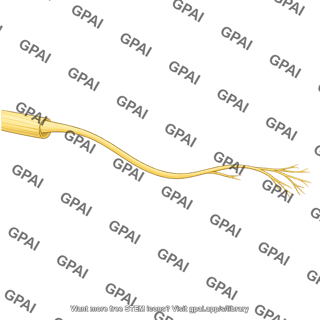 Superficial branch of radial nerve