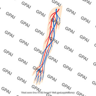Vasculature upper limb on body